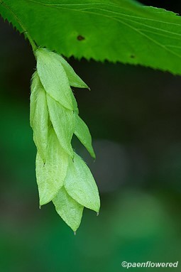 Fruit